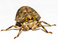 Issus coleoptratus